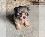 Puppy Puppy 1 Male Cavapoo