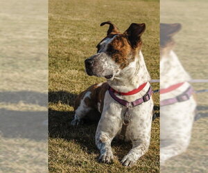 Stix (Courtesy) - Male Mutt Dog for Adoption - Photo #2