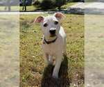 Small #3 Staffordshire Bull Terrier Mix