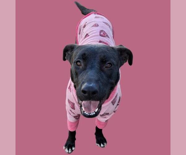 Medium Photo #2 Labrador Retriever-Unknown Mix Puppy For Sale in Bakersfield, CA, USA