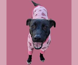 NALA - Female Labrador Retriever-Unknown Mix Dog for Adoption - Photo #2