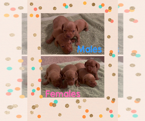 Dachshund Puppy for sale in ECHO, AL, USA