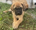 Puppy Drumstick Mastiff