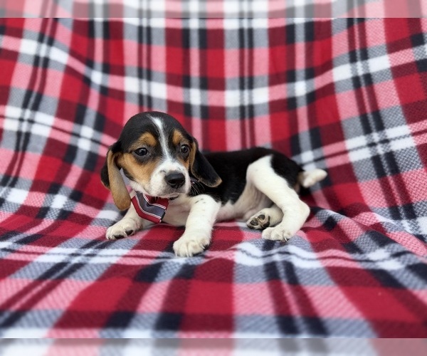 Medium Photo #6 Beagle Puppy For Sale in LAKELAND, FL, USA