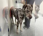 Small Catahoula Leopard Dog