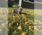 Small Photo #2 French Bulldog Puppy For Sale in POWELL, WY, USA
