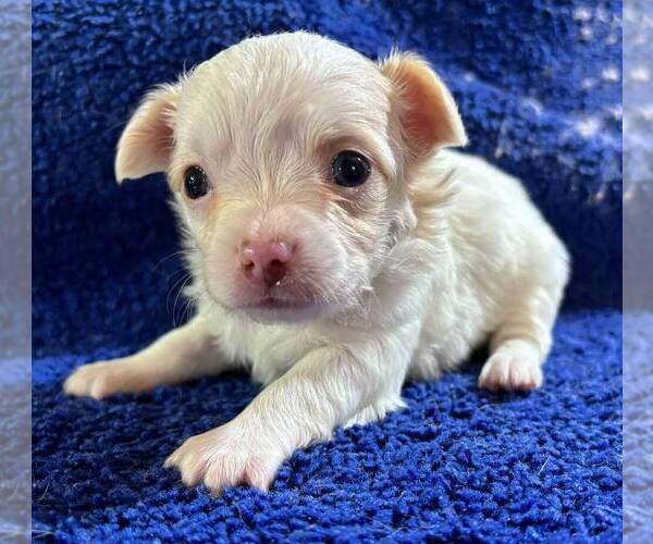 Medium Photo #16 Chihuahua Puppy For Sale in ABILENE, KS, USA