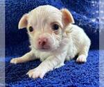 Small #15 Chihuahua