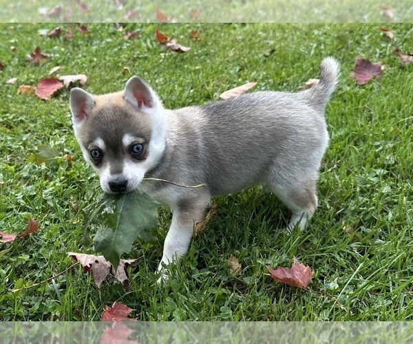 Medium Photo #13 Alaskan Klee Kai-Pomeranian Mix Puppy For Sale in ATHENS, WI, USA