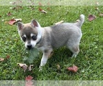 Small #12 Alaskan Klee Kai-Pomeranian Mix