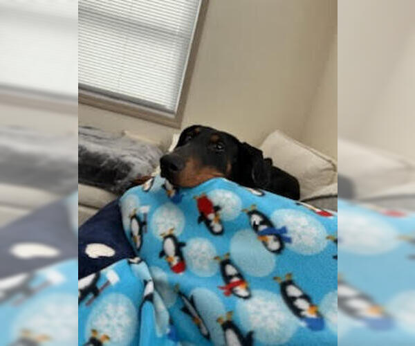 Medium Photo #3 Doberman Pinscher Puppy For Sale in Minneaoplis, MN, USA