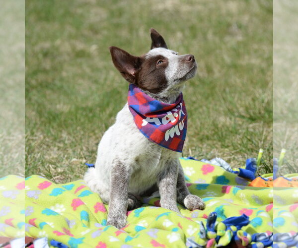 Medium Photo #10 German Shepherd Dog-Unknown Mix Puppy For Sale in Gretna, NE, USA