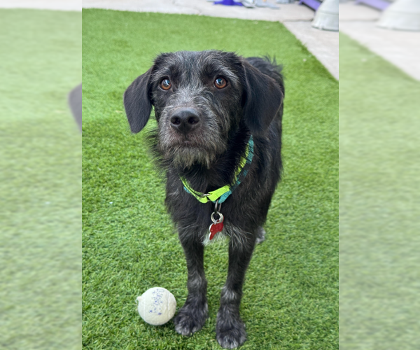 Medium Photo #3 Mutt Puppy For Sale in San Diego, CA, USA