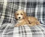 Small #7 Cockapoo