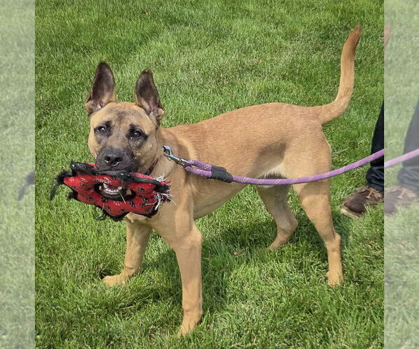 Medium Photo #8 German Shepherd Dog-Unknown Mix Puppy For Sale in Huntley, IL, USA