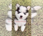 Small Photo #5 Pomsky Puppy For Sale in CASA GRANDE, AZ, USA