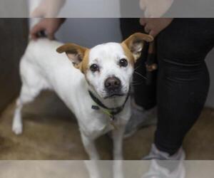 Beagle-Unknown Mix Dogs for adoption in Mountain Home, AR, USA