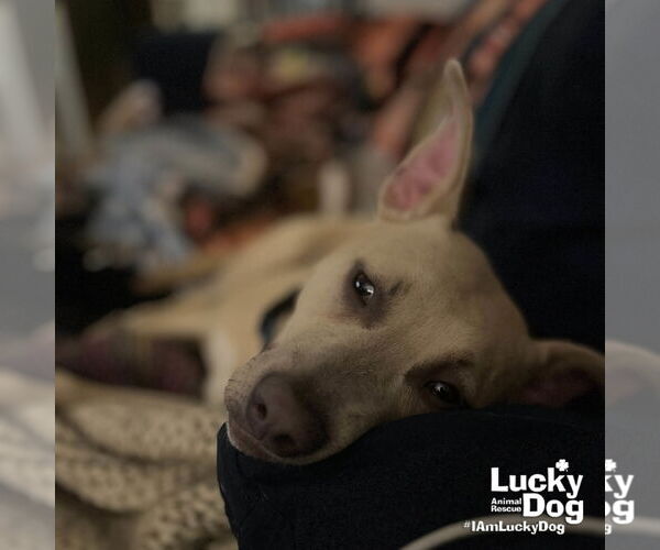 Medium Photo #3 Mutt Puppy For Sale in Washington, DC, USA