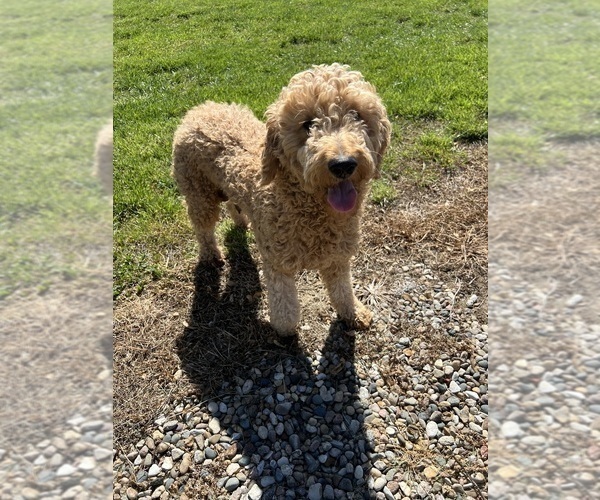 Medium Photo #1 Goldendoodle (Miniature) Puppy For Sale in GIRARD, KS, USA