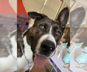 Akita-Basset Hound Mix Dogs for adoption in Key Largo, FL, USA