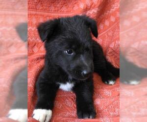 German Shepherd Dog-Unknown Mix Dogs for adoption in Thief River Falls, MN, USA