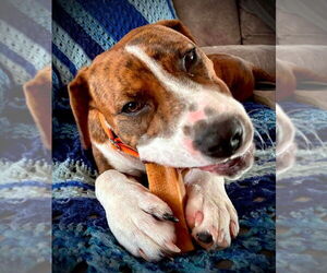 American Staffordshire Terrier-Unknown Mix Dogs for adoption in Wenonah, NJ, USA