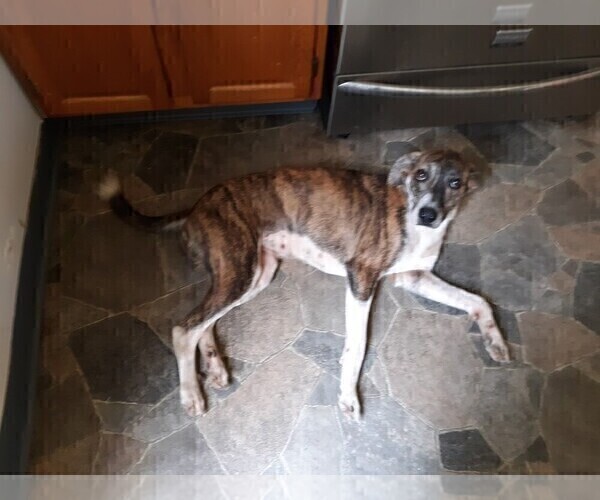 Medium Photo #1 Mountain Cur-Unknown Mix Puppy For Sale in BALLWIN, MO, USA