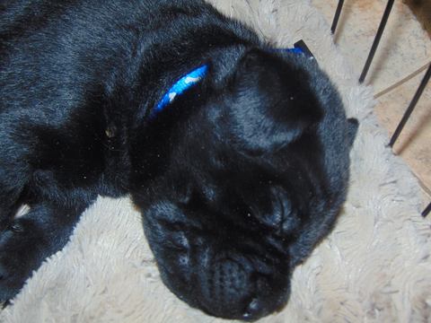 Medium Photo #1 Labrador Retriever Puppy For Sale in STRONG, ME, USA