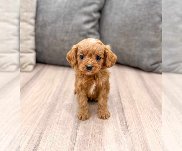 Medium Photo #17 Cavapoo (Miniature) Puppy For Sale in MILLERSBURG, OH, USA