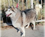 Small #4 Alaskan Malamute