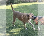 Small #1 Anatolian Shepherd Mix