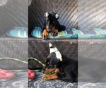 Small Photo #2 Doberman Pinscher Puppy For Sale in WEST MONROE, LA, USA