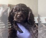 Puppy Aubrey Cocker Spaniel