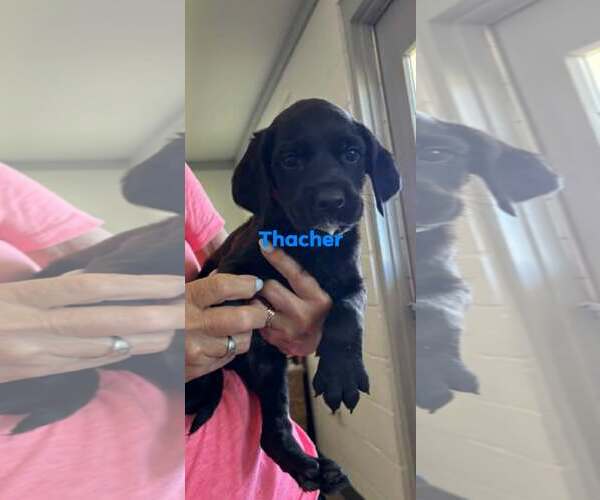 Medium Photo #2 Boykin Spaniel-Unknown Mix Puppy For Sale in Brooksville, FL, USA