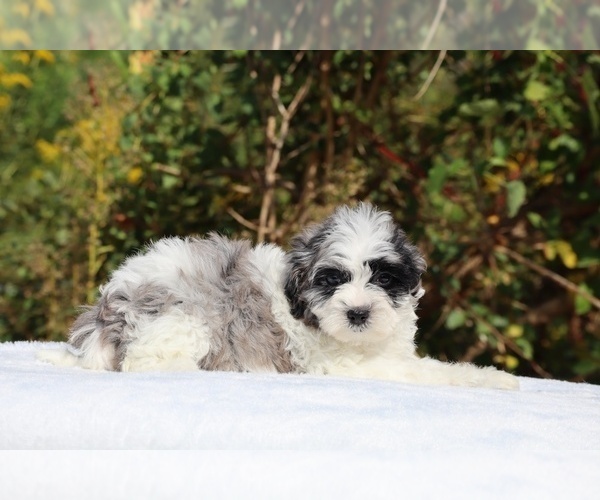 Medium Photo #15 ShihPoo Puppy For Sale in DYERSBURG, TN, USA