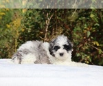 Small #14 ShihPoo