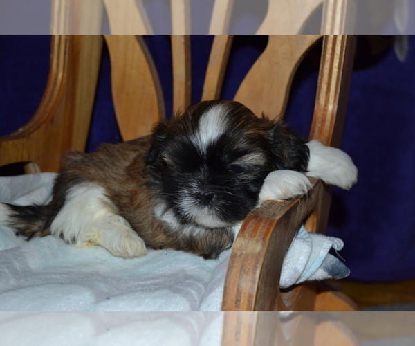 Medium Photo #2 Shih Tzu Puppy For Sale in GREENWOOD, WI, USA