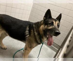 German Shepherd Dog Dogs for adoption in Orange, CA, USA