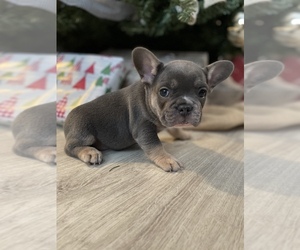 French Bulldog Puppy for sale in HEMET, CA, USA