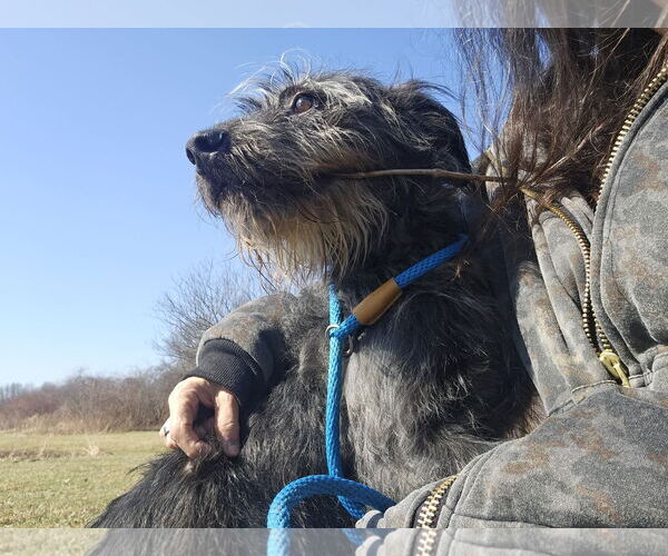 Medium Photo #5 Labrador Retriever-Unknown Mix Puppy For Sale in Rootstown, OH, USA
