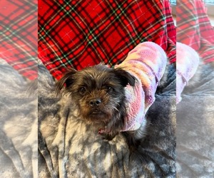 Shih Tzu-Unknown Mix Dogs for adoption in Jackson Township, NJ, USA
