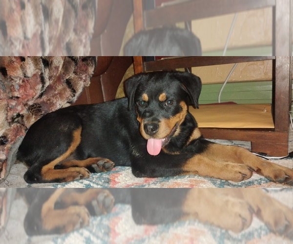 Medium Photo #3 Rottweiler Puppy For Sale in STILLWATER, OK, USA