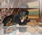 Small #2 Rottweiler