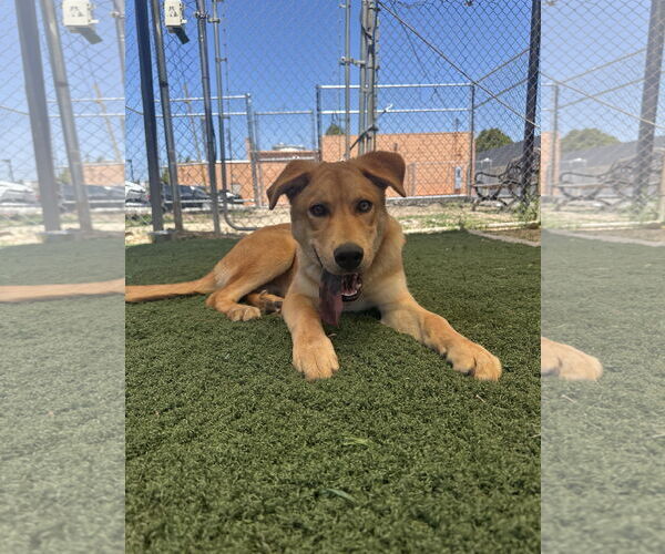 Medium Photo #3 Labrador Retriever-Unknown Mix Puppy For Sale in San Diego, CA, USA