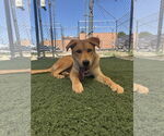 Small #2 Labrador Retriever Mix