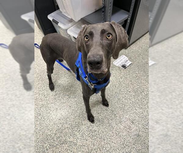 Medium Photo #1 Weimaraner Puppy For Sale in Boston, MA, USA