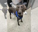 PLESSY - Female Weimaraner Dog for Adoption - Small photo