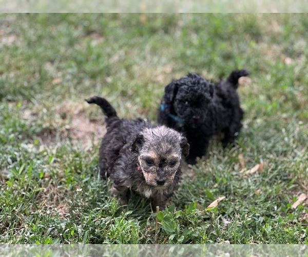 Medium Photo #8 Goldendoodle-Shih Tzu Mix Puppy For Sale in SOUTH BELOIT, IL, USA