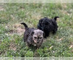 Small #7 Goldendoodle-Shih Tzu Mix