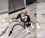 Small #1 Huskies  Mix